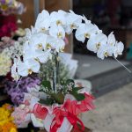 Rangkaian bunga anggrek elegan dari Raja Florist Semarang, cocok untuk hadiah berkelas seperti duka cita, ulang tahun, dan peresmian toko.
